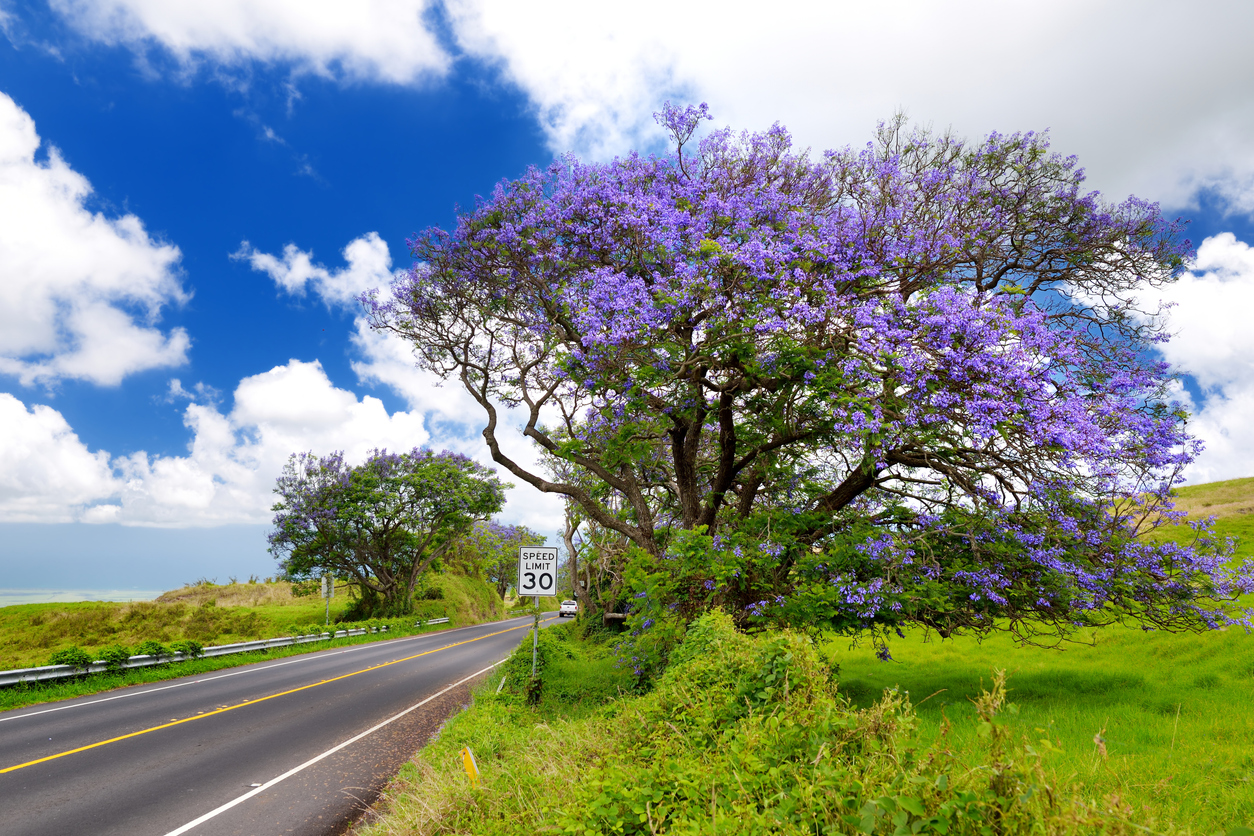 Tree with purple blossoms next to a rural road under a blue sky with clouds.