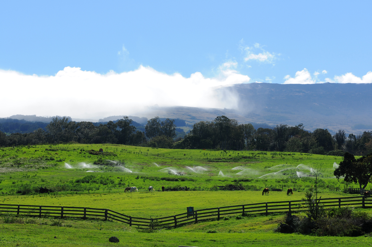 Morning view of a horse ranch at the foothill of Haleakalā Volcano, Maui, Hawaii