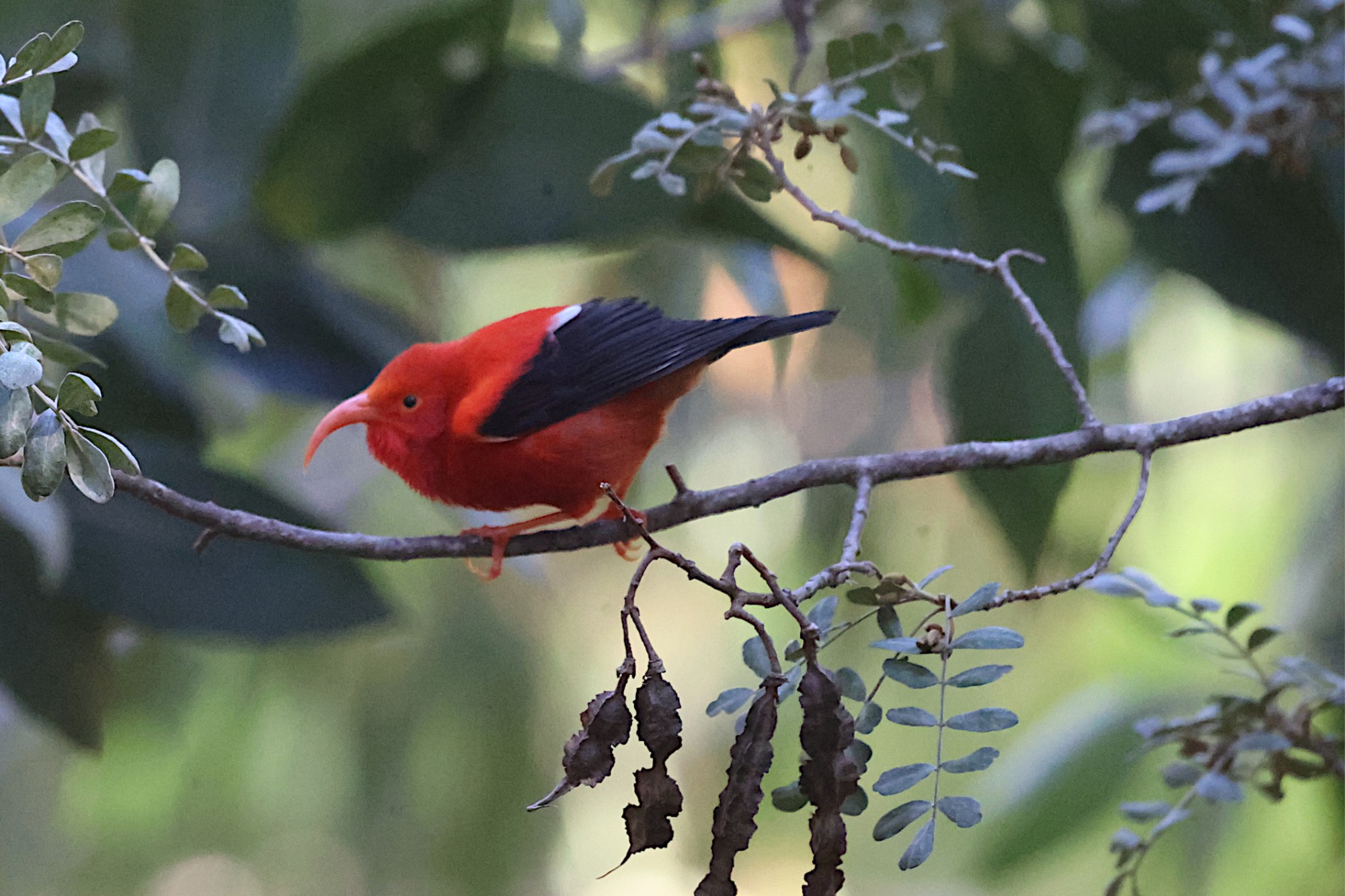 Red bird with black wings perched on tree branch with green leaves.