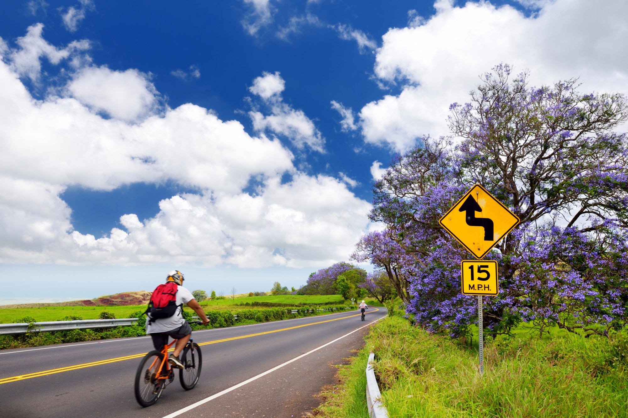 Cyclist on a rural road near a turn sign and purple trees under a bright blue sky.