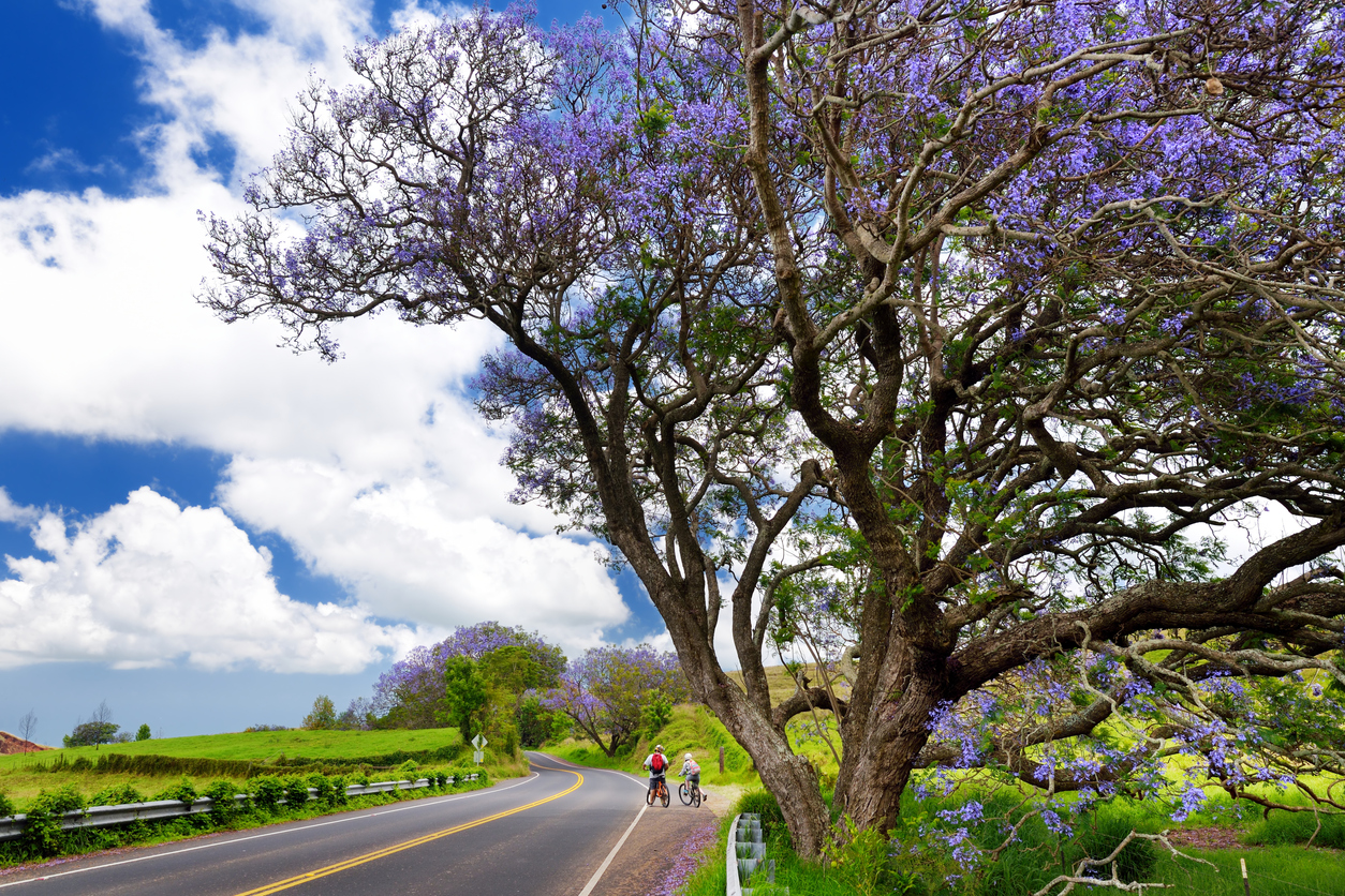 Road lined with blooming purple jacaranda trees under a blue sky with clouds; two cyclists on the road.