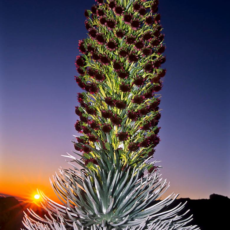 Silversword plant with red flowers against a sunset sky in a rocky landscape.
