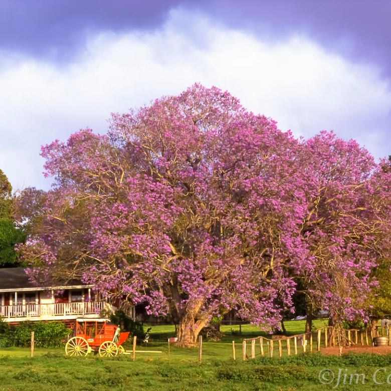 Purple-flowered tree beside a rustic house with a red wagon in a green field.